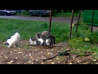 orgy of cats and cats cam 2