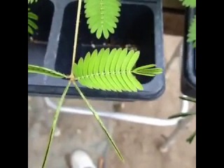 trippy plant (best vine videos)