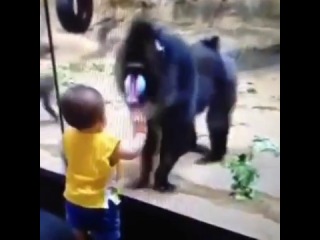 fearless boy, tricky monkey (vine)