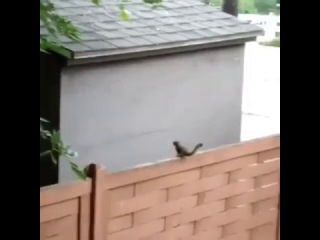 i can fly [vine]