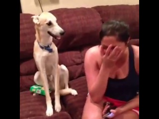 my dog can laugh [vine]