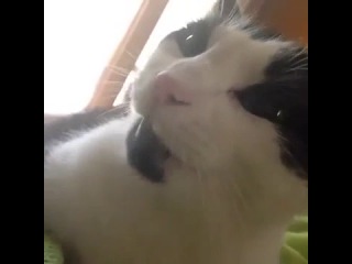 cat says i love you [vine]