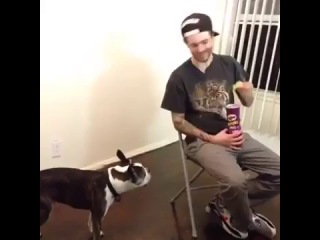 never tease a dog (vines)