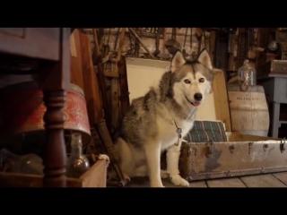 timber the treasure dog (2016)